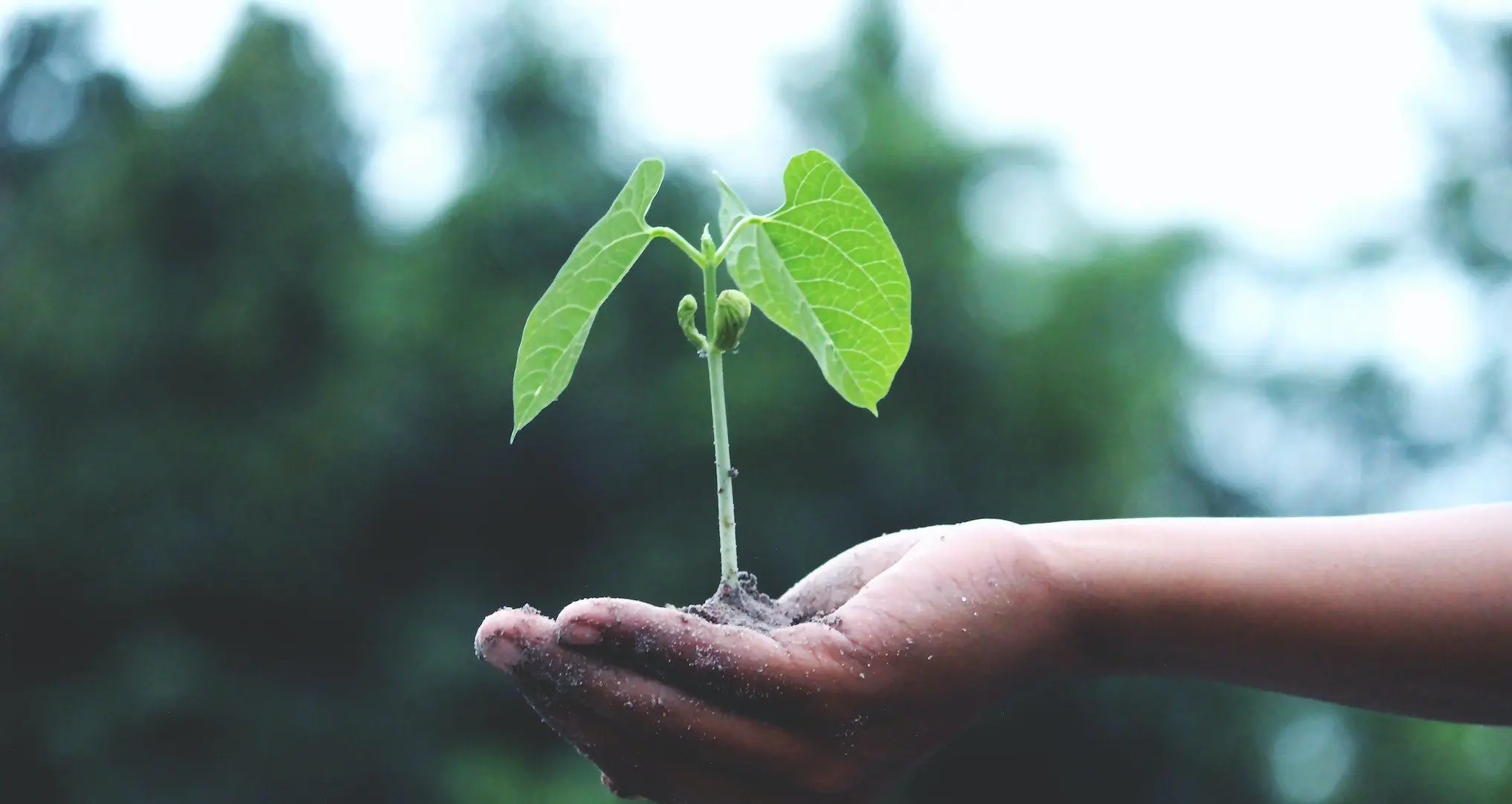 person holding growing plant