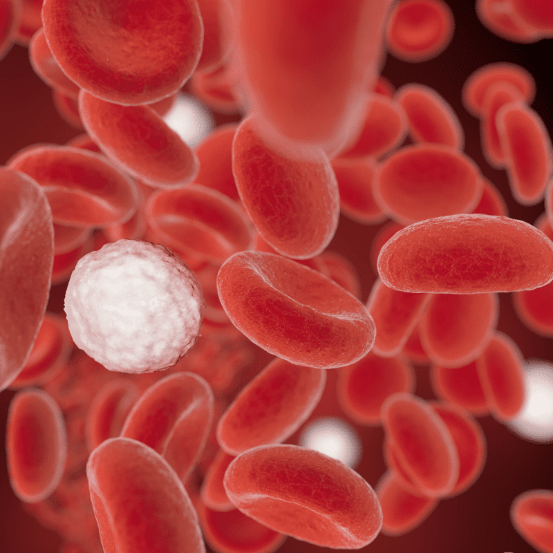 red and white blood cells